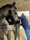 Anthika - Réservez votre Massage Sportif Equin -